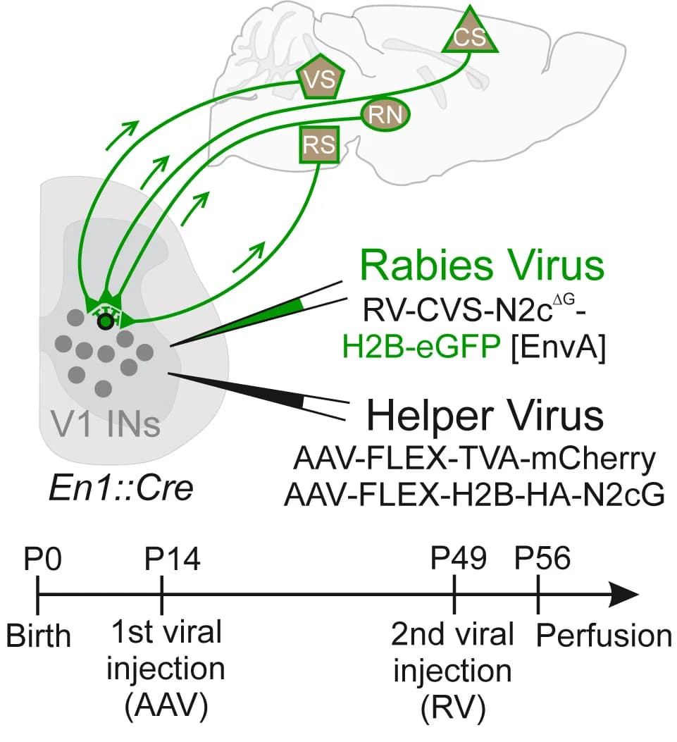 Open access visualization of Workflow, Illustration, Experimental Design, Viral Reagents, Brain-wide Mapping