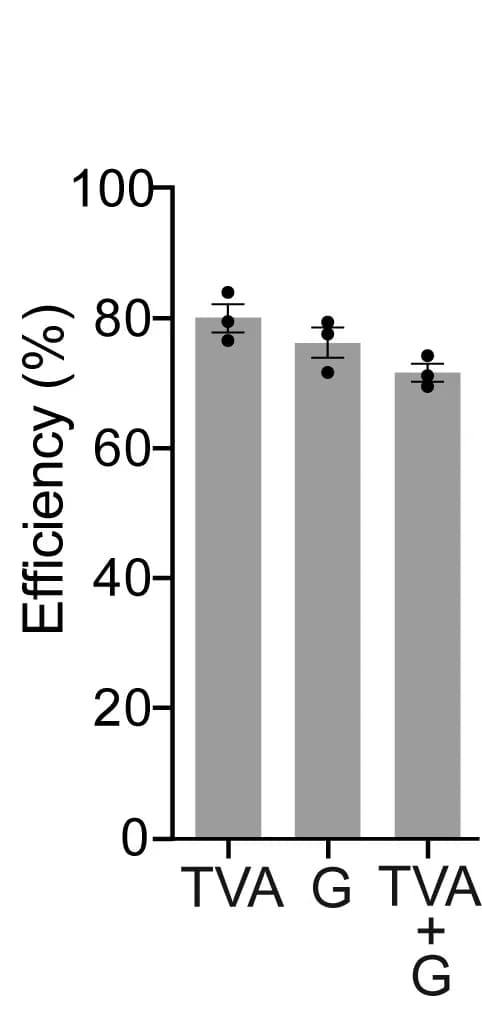 Open access visualization of Bar Plot, Error Bars, Viral Transduction, V1 Interneurons, Efficiency