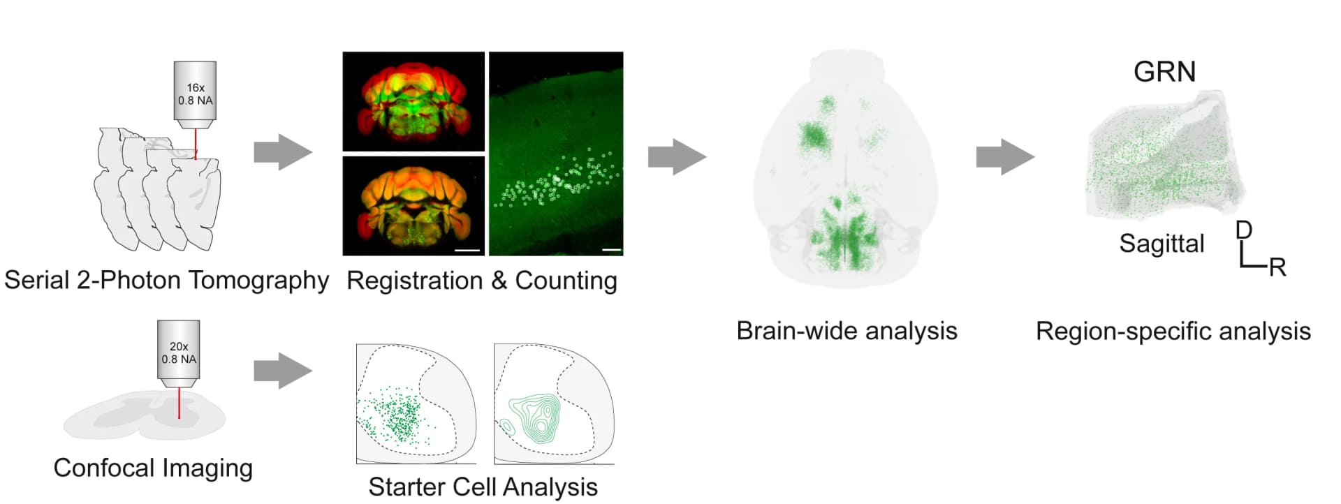 Open access visualization of Workflow, Microscopy, Scatter Plot, Density Plot, Imaging Platforms