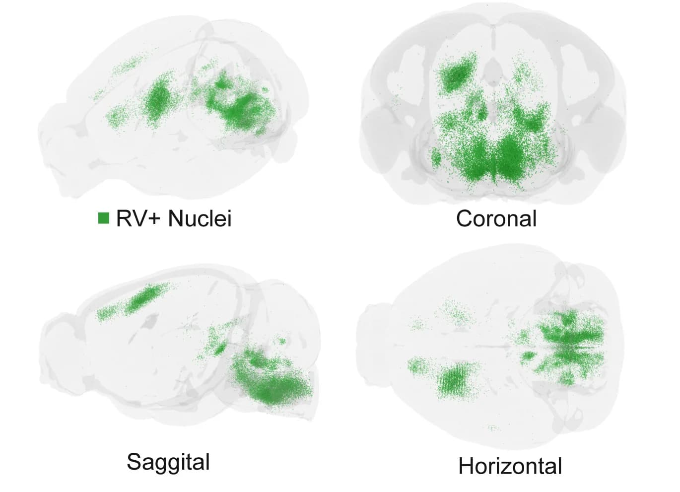 Open access visualization of Scatter Plot, Rabies Virus, Supraspinal Neurons, Cervical V1 Interneurons, Allen CCFv3