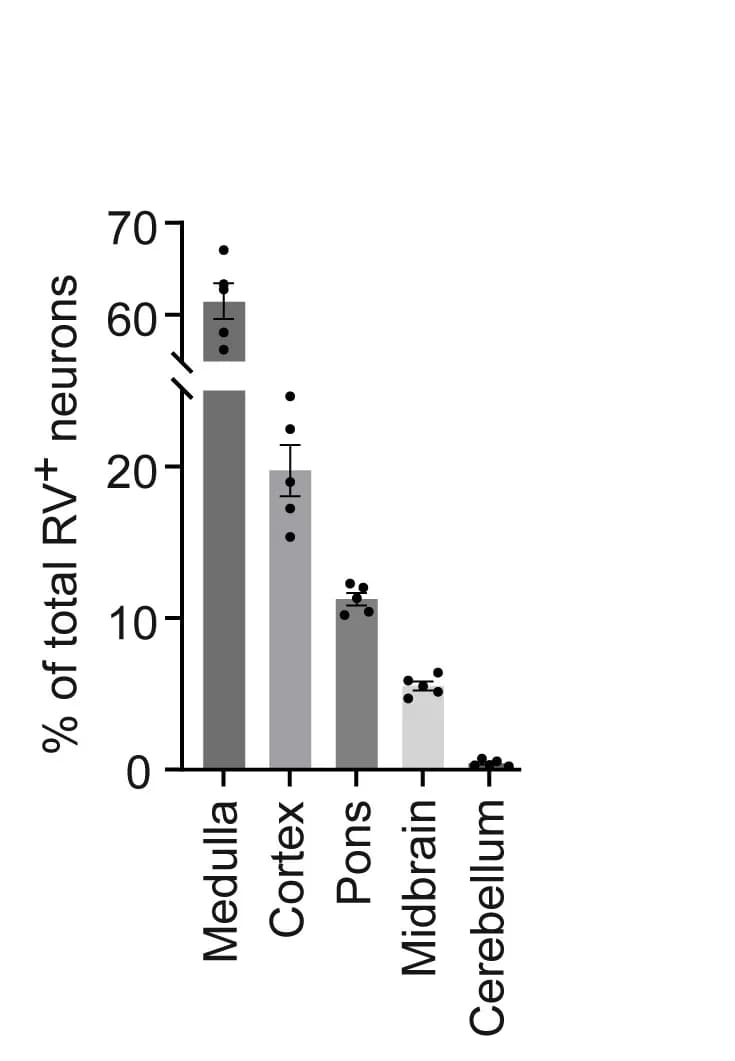 Open access visualization of Bar Plot, Error Bars, Rabies Virus, Supraspinal Neurons, Brain Regions