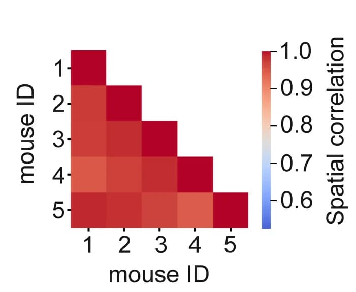 Open access visualization of Heatmap, Spatial Correlation Analysis, Cosine Distance, Supraspinal Neurons