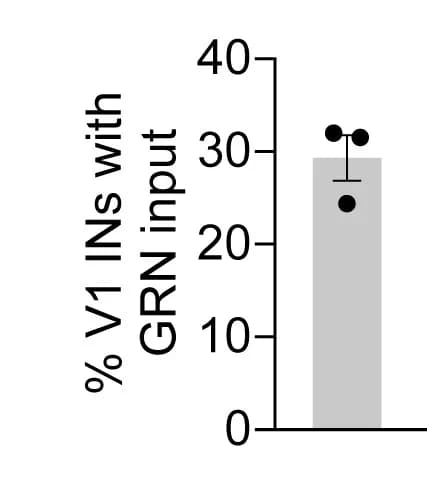 Open access visualization of Bar Plot, Error Bars, Ipsilateral V1 Interneurons, Syn-eGFP Input, GRN