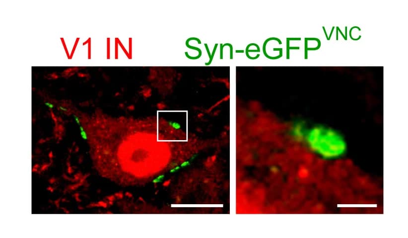 Open access visualization of Microscopy, Syn-eGFP Inputs, VNC Neurons, V1 Interneurons