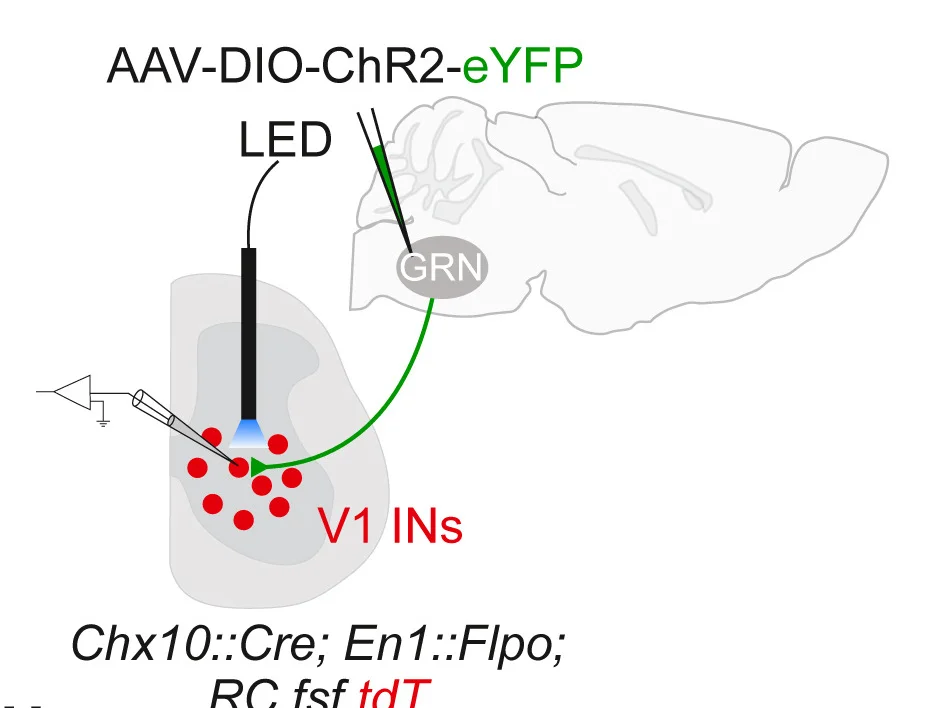Open access visualization of Illustration, ChR2-assisted Circuit Mapping, CRACM, Chx10+ Neurons, GRN