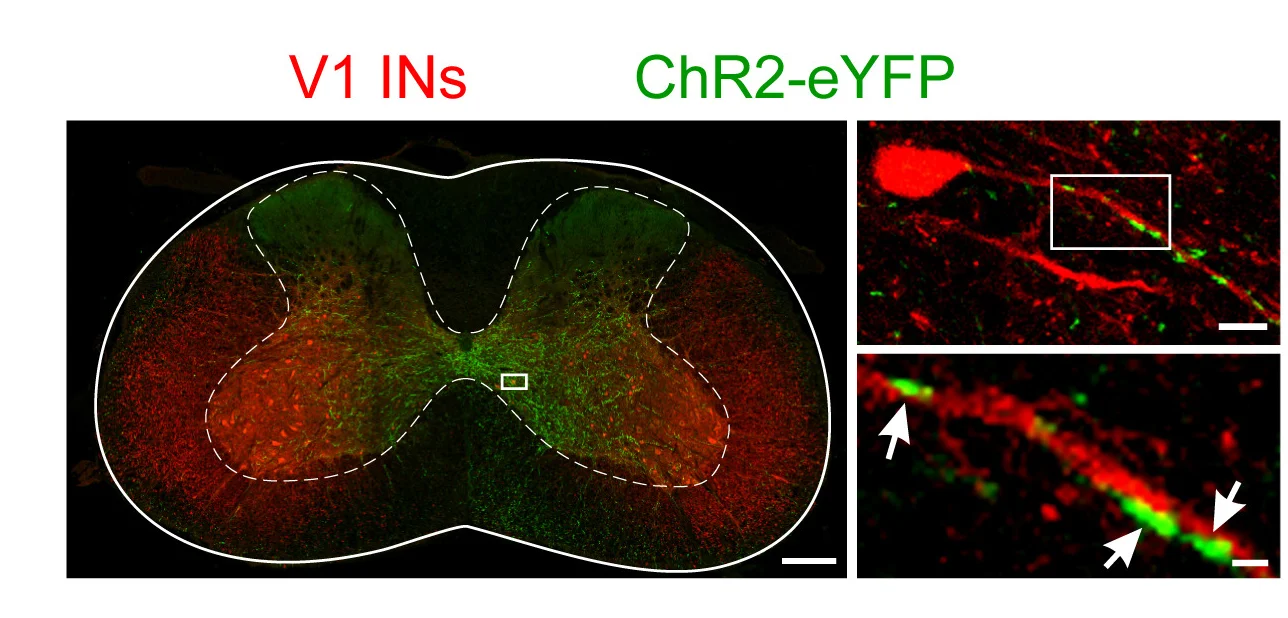 Open access visualization of Microscopy, Transverse Cervical Spinal Cord, Chx10::Cre; En1::Flpo; RC.fsf.tdT Mouse, AAV-DIO-ChR2-eYFP, GRN