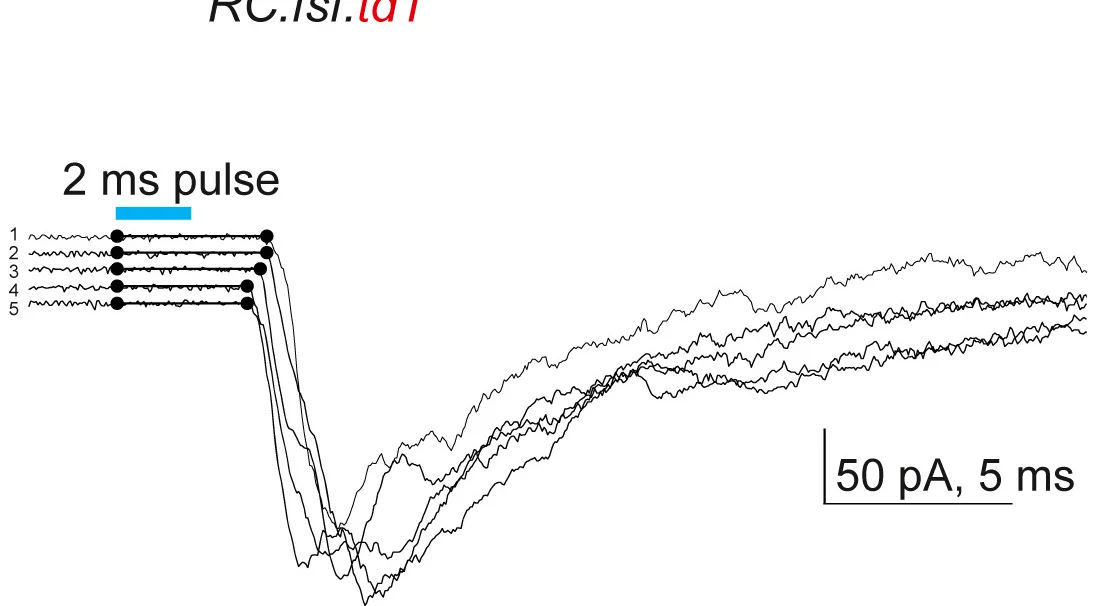 Open access visualization of Line Plot, Line Step, Light-evoked EPSCs, V1 Interneuron, GRN Axon Terminals