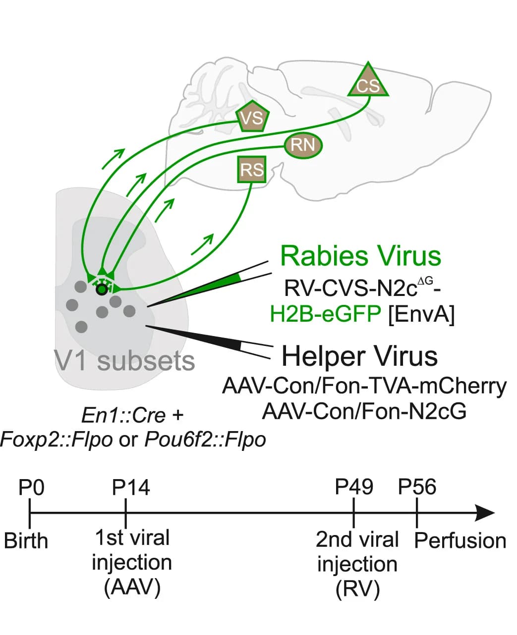 Open access visualization of Workflow, Illustration, Pathway, Experimental Design, Viral Reagents