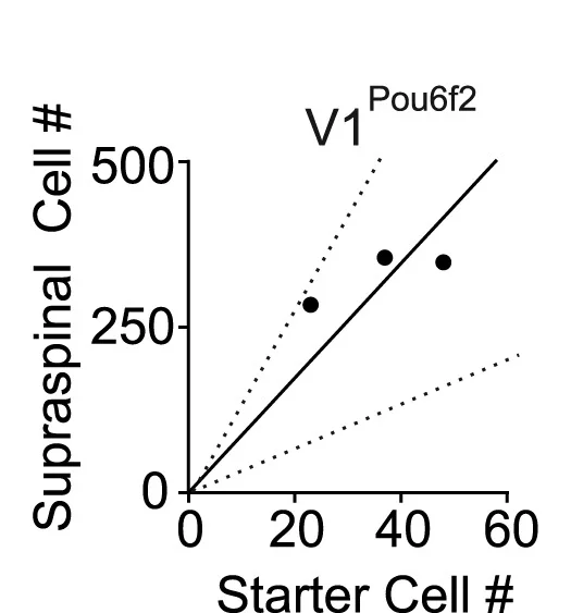Open access visualization of Scatter Plot, Regression Plot, Starter Cells, Supraspinal Neurons, En1::Cre