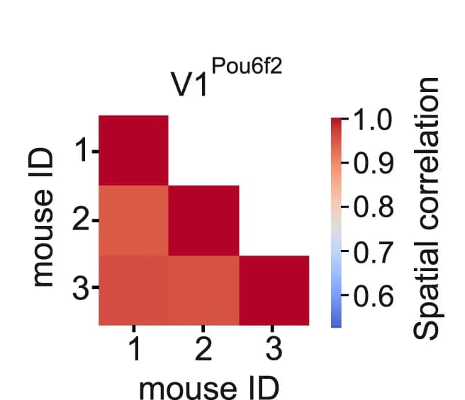 Open access visualization of Heatmap, Spatial Correlation Analysis, Soma Position, Supraspinal Neurons, V1Pou6f2 Interneurons