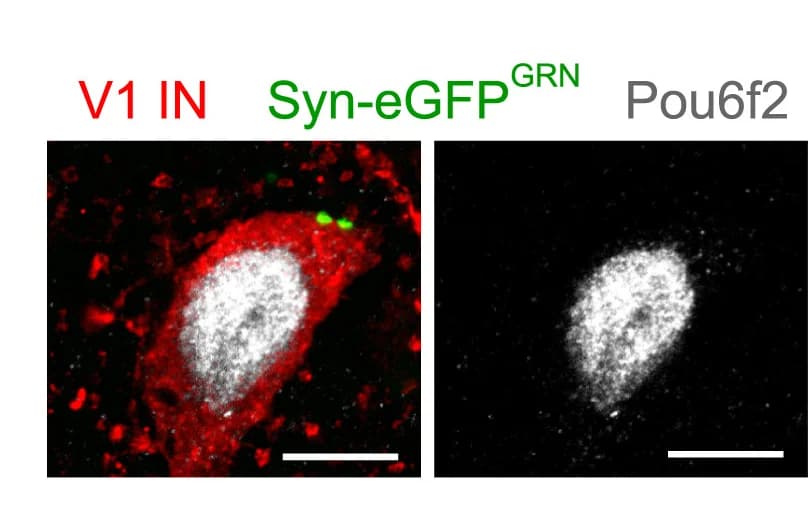 Open access visualization of Microscopy, V1Pou6f2 Interneuron, Synaptic Input, GRN