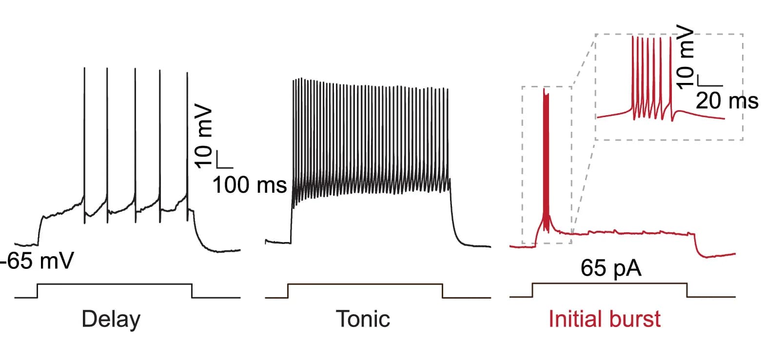 Open access visualization of Line Plot, Line Step, Firing Patterns, Neurons, Current Injection