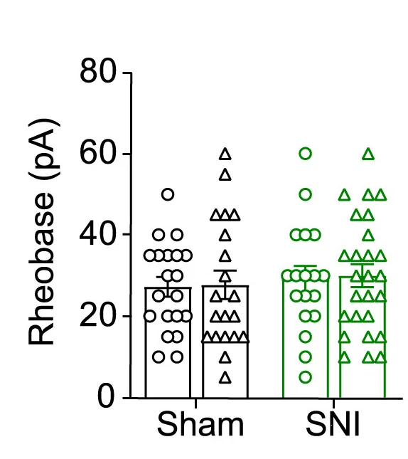 Open access visualization of Bar Plot, Error Bars, Scatter Plot, Rheobase Current, Neurons