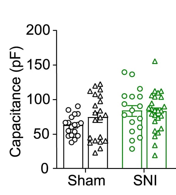 Open access visualization of Bar Plot, Scatter Plot, Action Potential Threshold, Neurons