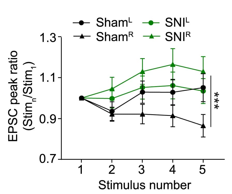 Open access visualization of Line Plot, Error Bars, EPSC, Amplitude, Neurons