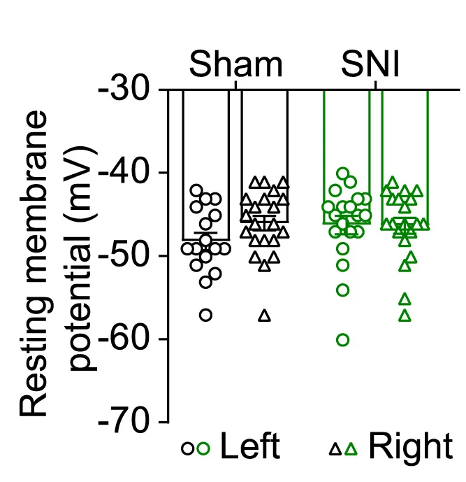 Open access visualization of Scatter Plot, Bar Plot, Error Bars, Resting Membrane Potential, PBNTacr1neurons