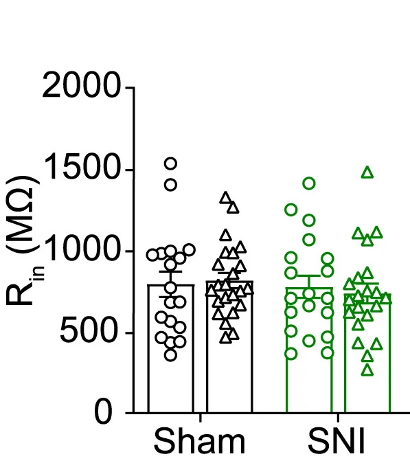 Open access visualization of Bar Plot, Error Bars, Scatter Plot, Rin, PBNTacr1neurons