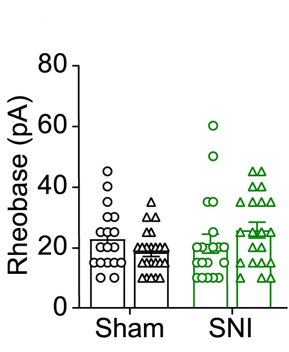 Open access visualization of Bar Plot, Error Bars, Scatter Plot, Rheobase Current, PBNTacr1neurons