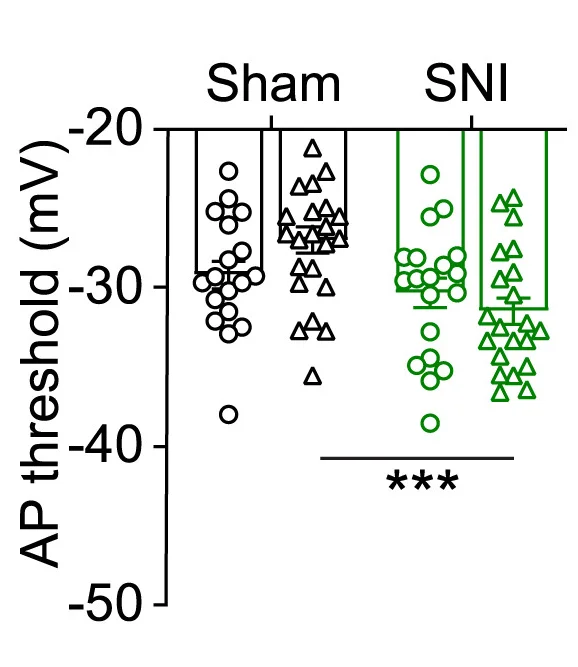 Open access visualization of Scatter Plot, Error Bars, Action Potential Threshold, PBNTacr1neurons