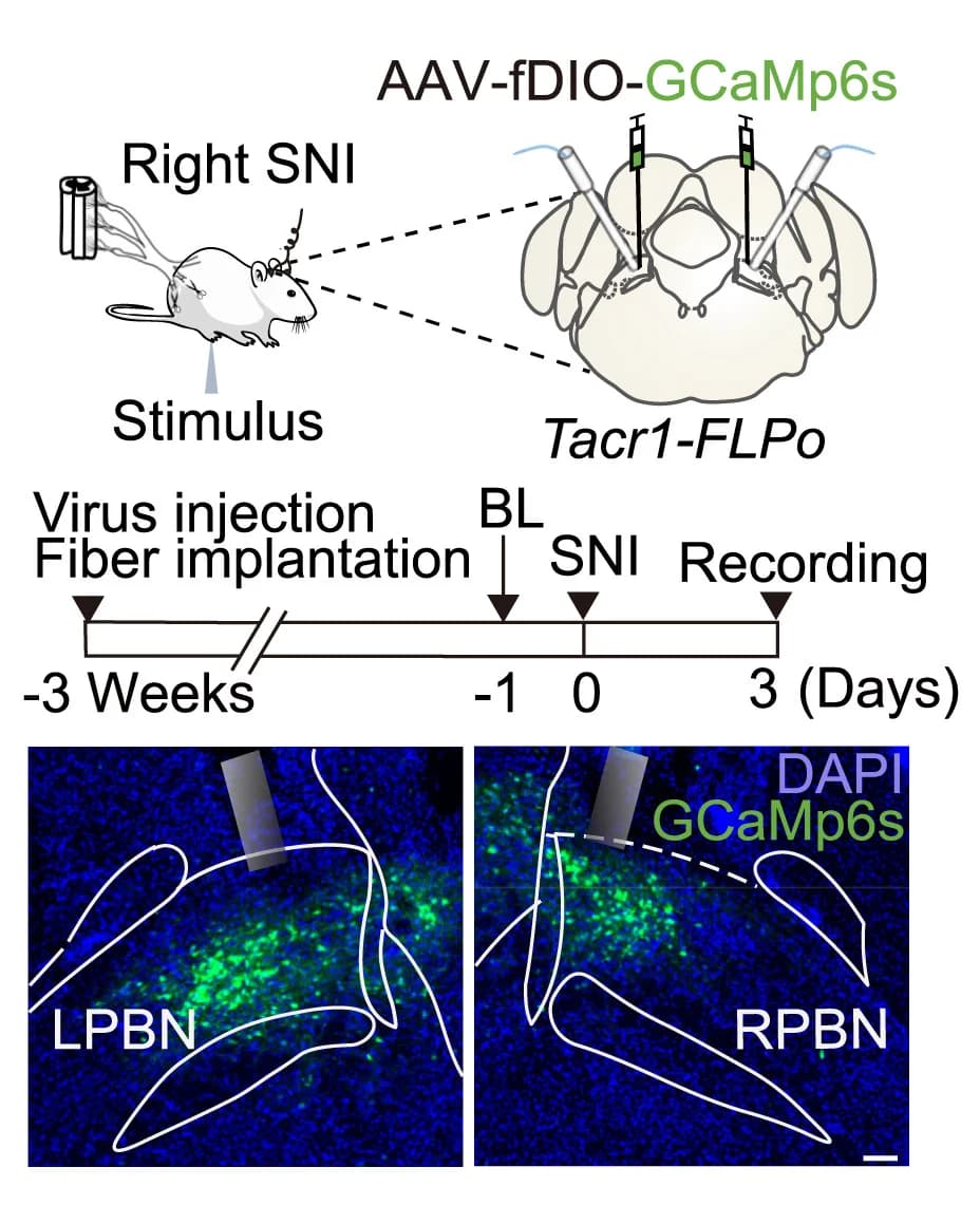 Open access visualization of Workflow, Illustration, Microscopy, Fiber Photometry, Virus Expression