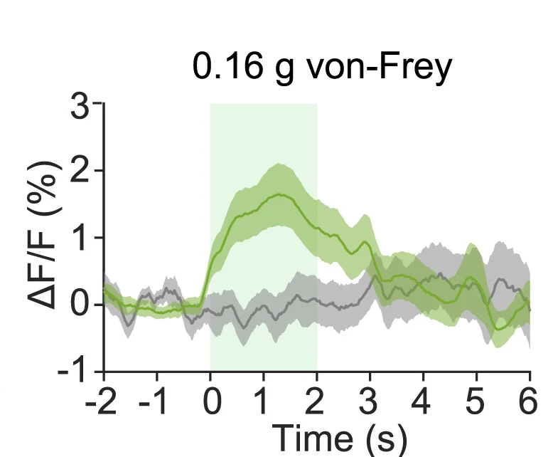 Open access visualization of Line Plot, Error Bars, Averaged Fluorescent Signal, PBNTacr1neurons, Von-Frey Filament