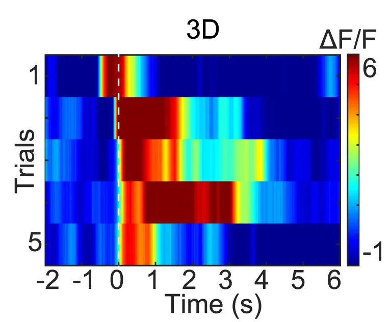 Open access visualization of Heatmap, Heatmaps, Von-Frey Filament, Fluorescence Changes