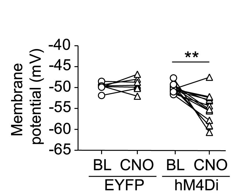 Open access visualization of Line Plot, Scatter Plot, Membrane Potential, PBNTacr1 Neurons, CNO
