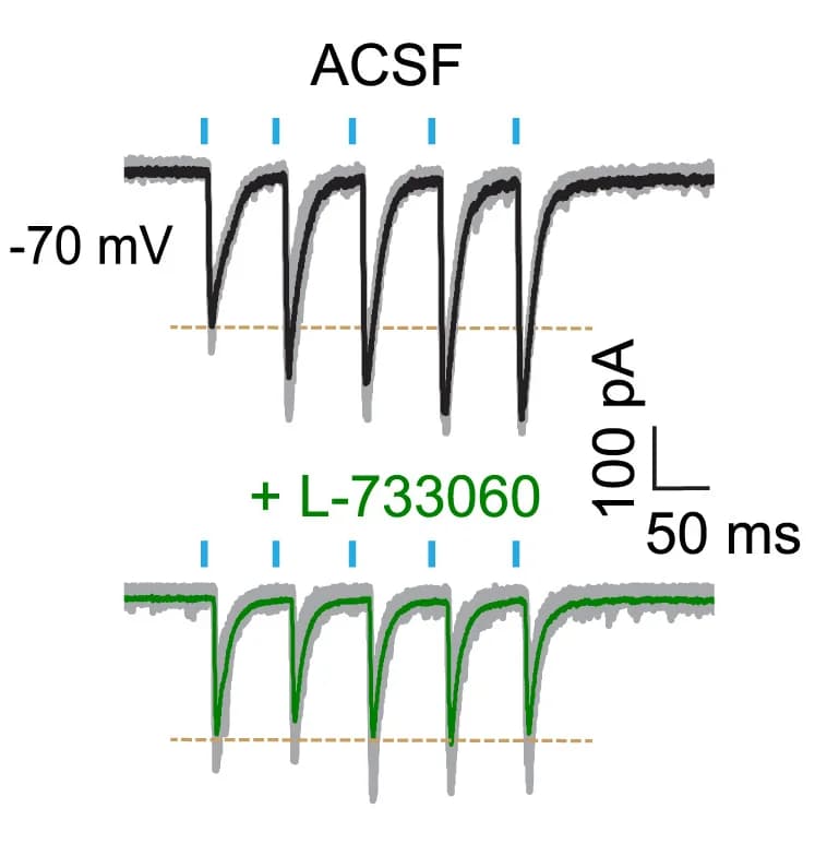 Open access visualization of Line Plot, EPSC, PBNSC Neuron, Optical Stimuli