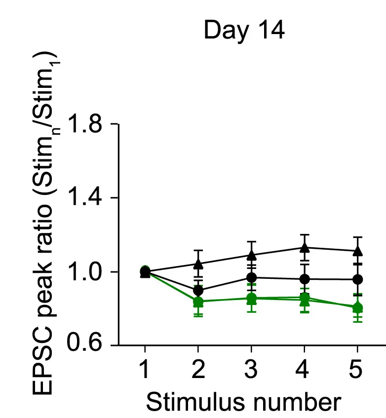 Open access visualization of Line Plot, Error Bars, EPSC, Peak Amplitude, SNI