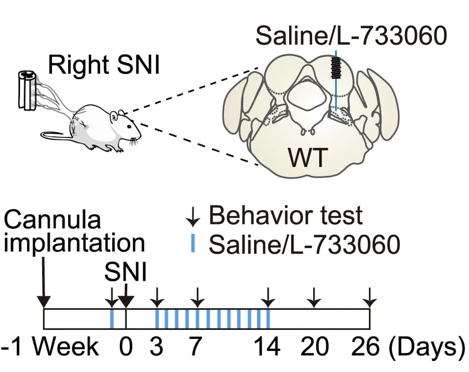 Open access visualization of Illustration, Workflow, Schematic, Timeline, Experiment