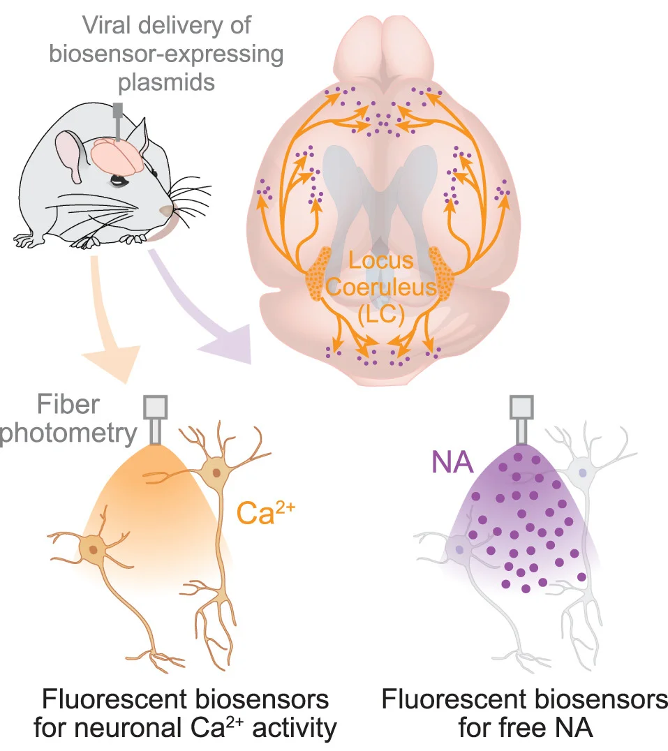 Open access visualization of Workflow, Illustration, Fluorescent Biosensors, Neural Activity, Noradrenergic LC Neurons