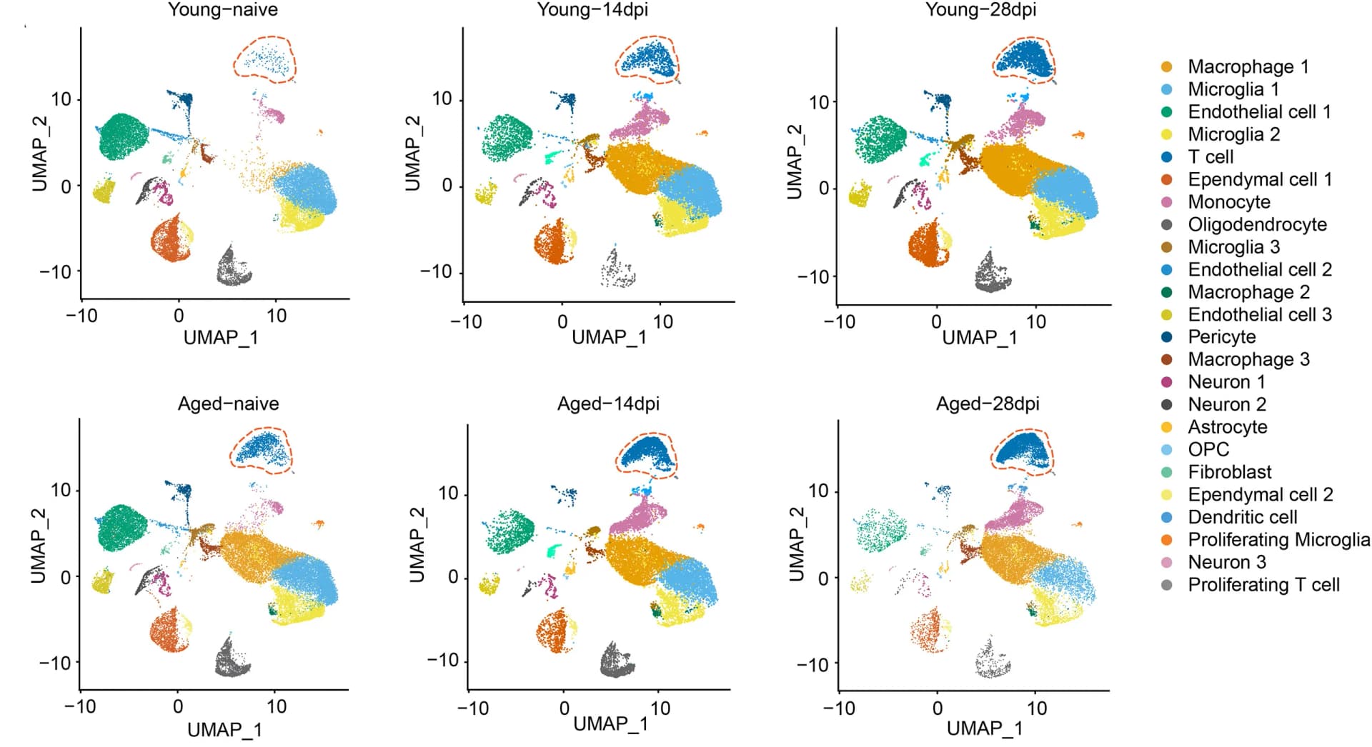 Open access visualization of UMAP, Cells, Spinal Cord, Naive, Injured