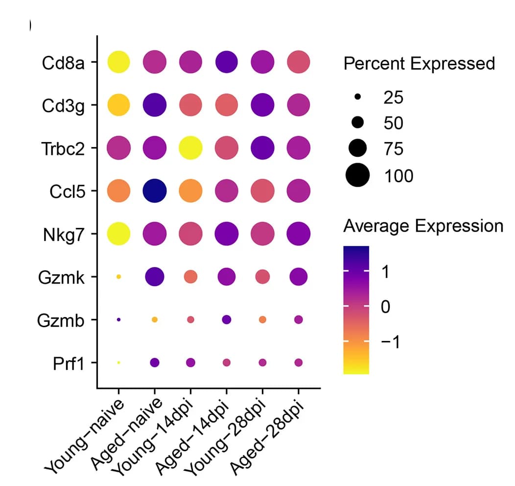 Open access visualization of Bubble Plot, Heatmap, Dot Plot, CD8+ T Cell, Marker Genes