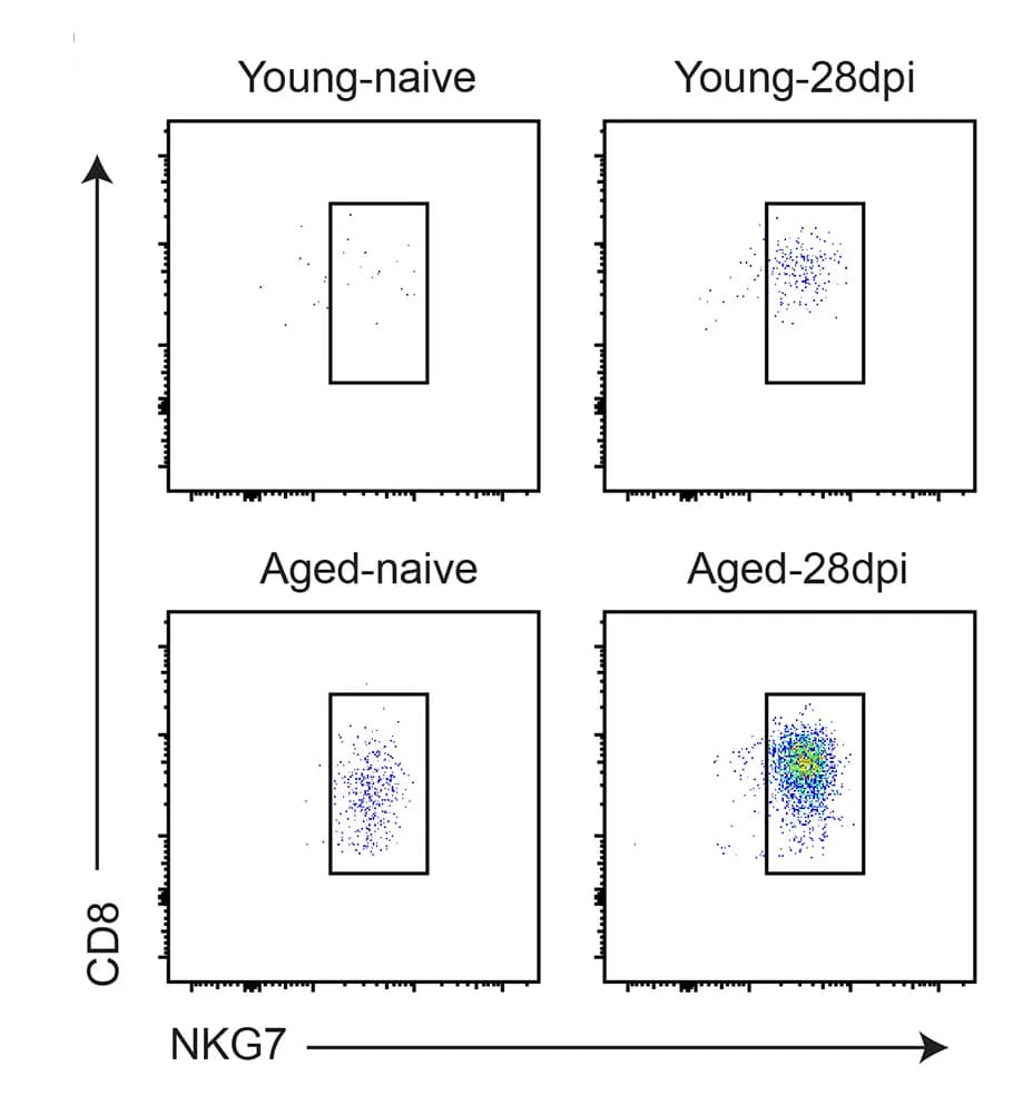 Open access visualization of Scatter Plot, Flow Cytometry, NKG7+CD8+ T Cell, Mouse, Spinal Cord