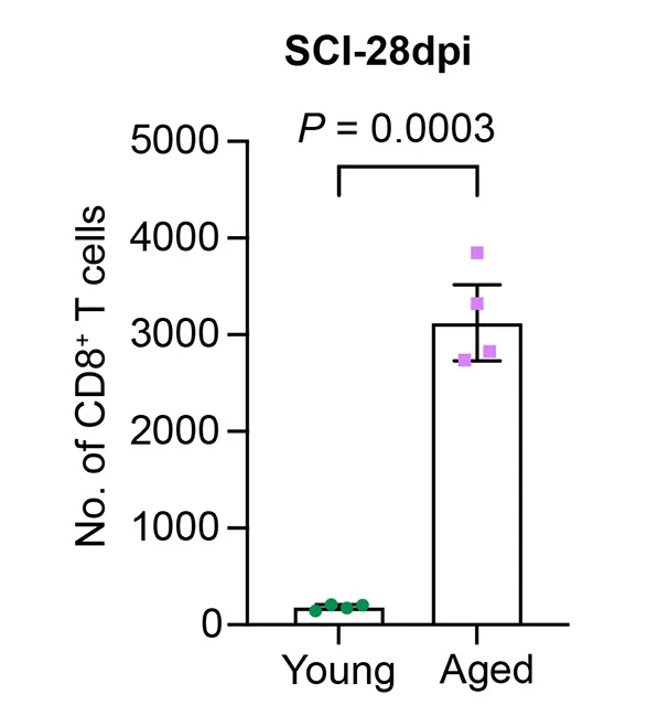 Open access visualization of Bar Plot, Error Bars, Quantification, NKG7+CD8+ T Cells