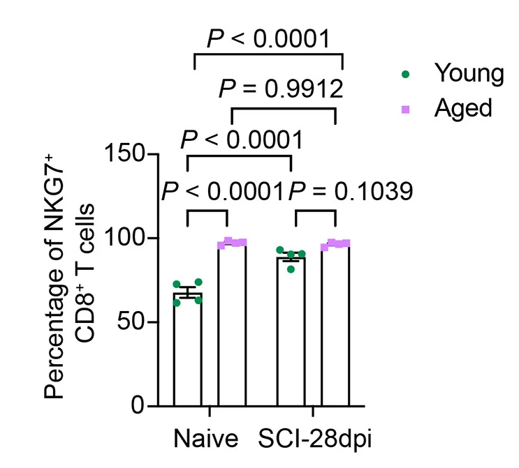 Open access visualization of Bar Plot, Error Bars, Quantification, CD8+ T Cells, NKG7+CD8+ T Cells
