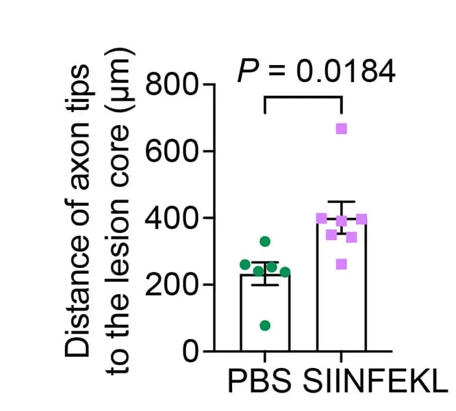 Open access visualization of Bar Plot, Error Bars, Scatter Plot, Axon Tips, Lesion Core