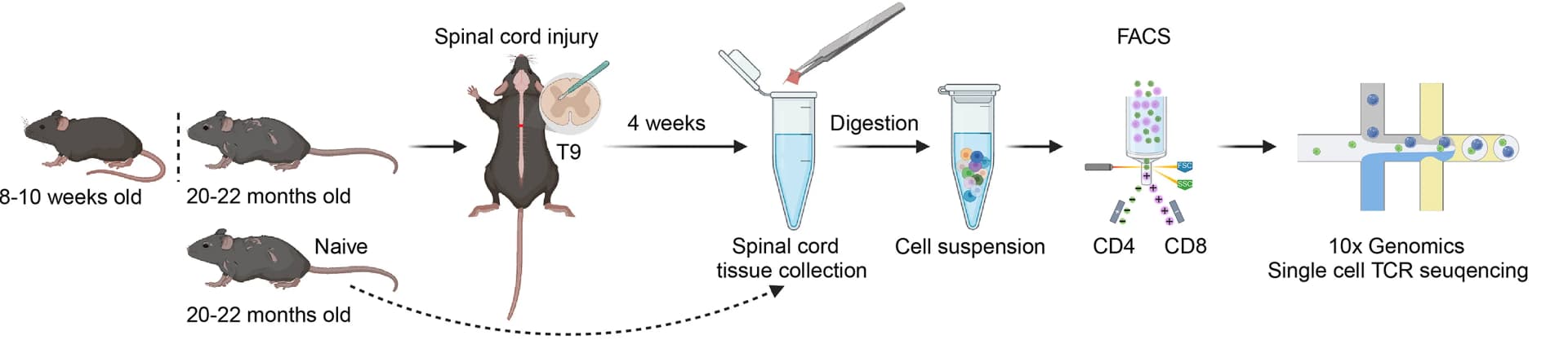 Open access visualization of Workflow, Flowchart, Illustration, CD8+ T Cells, CD4+ T Cells