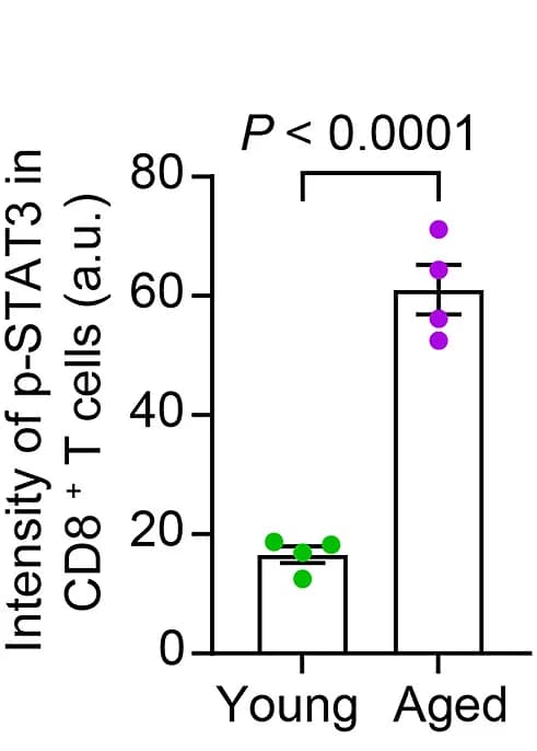 Open access visualization of Bar Plot, Scatter Plot, Error Bars, Quantification, p-STAT3