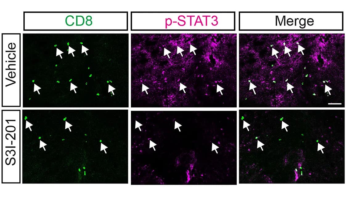 Open access visualization of Microscopy, Co-staining, CD8, p-STAT3, CD8+T Cells