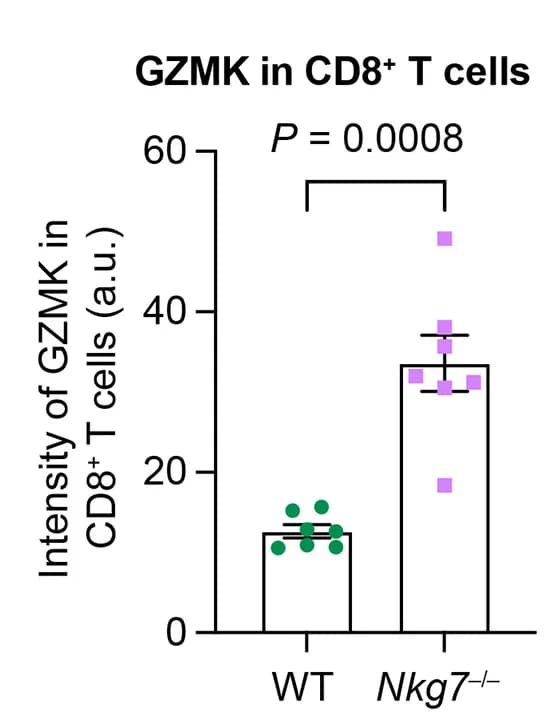 Open access visualization of Bar Plot, Error Bars, Scatter Plot, GZMK, CD8+ T Cells