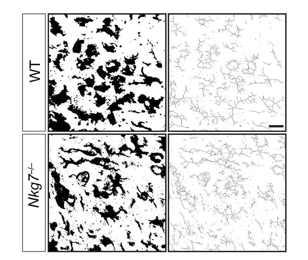 Open access visualization of Microscopy, Iba1+ Cells, Ramification, Bone Marrow Chimera Mice