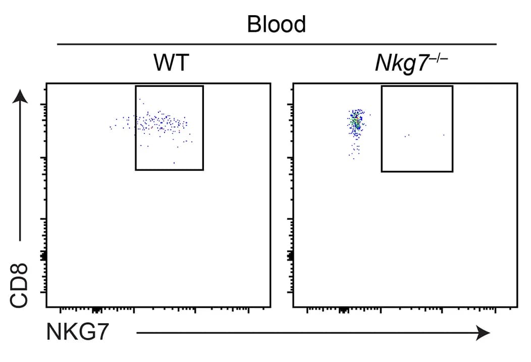 Open access visualization of Scatter Plot, Flow Cytometry, NKG7, CD8+ T Cells, Blood