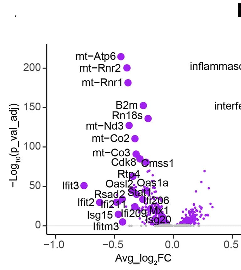 Open access visualization of Volcano Plot, DE Genes, Microglia, Anti-CD8, IgG