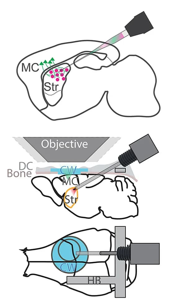 Open access visualization of Illustration, Viral Vector, Gene Expression, Dorsomedial Striatum, D1-Cre Mouse