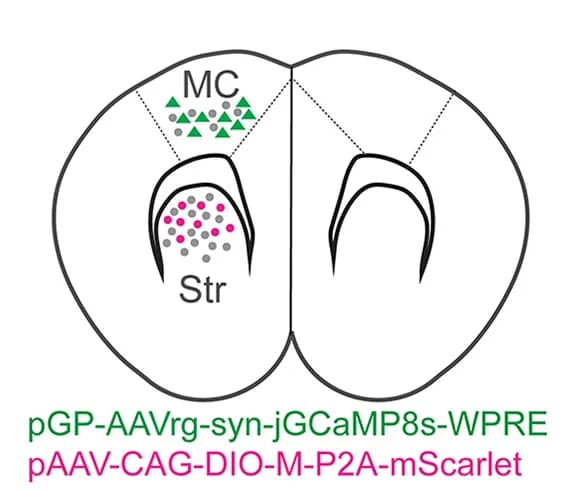 Open access visualization of Illustration, Coronal Section, Motor Cortex, Striatum, Gene Expression