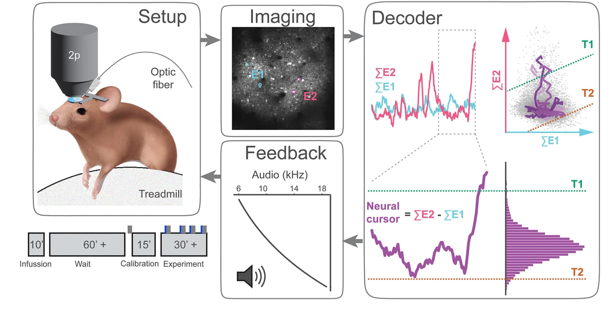 Open access visualization of Workflow, Microscopy, Line Plot, Scatter Plot, Bar Plot