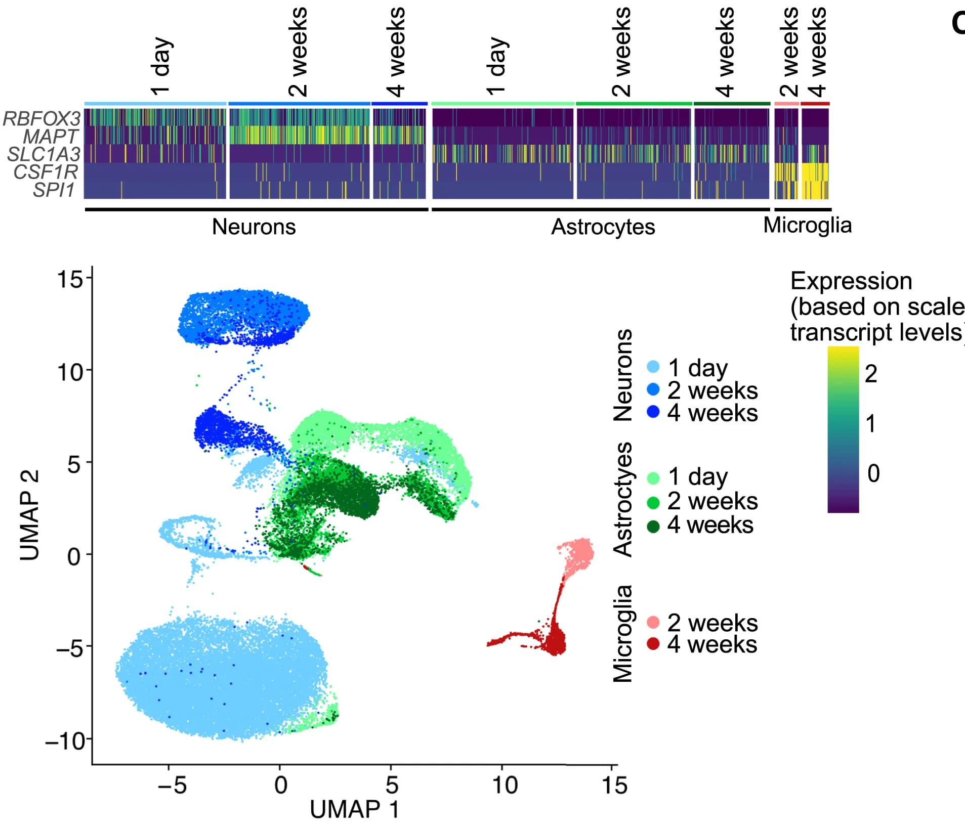 Open access visualization of UMAP, Heatmap, snRNA-seq, iAssembloids, Cell-Type-Specific Markers