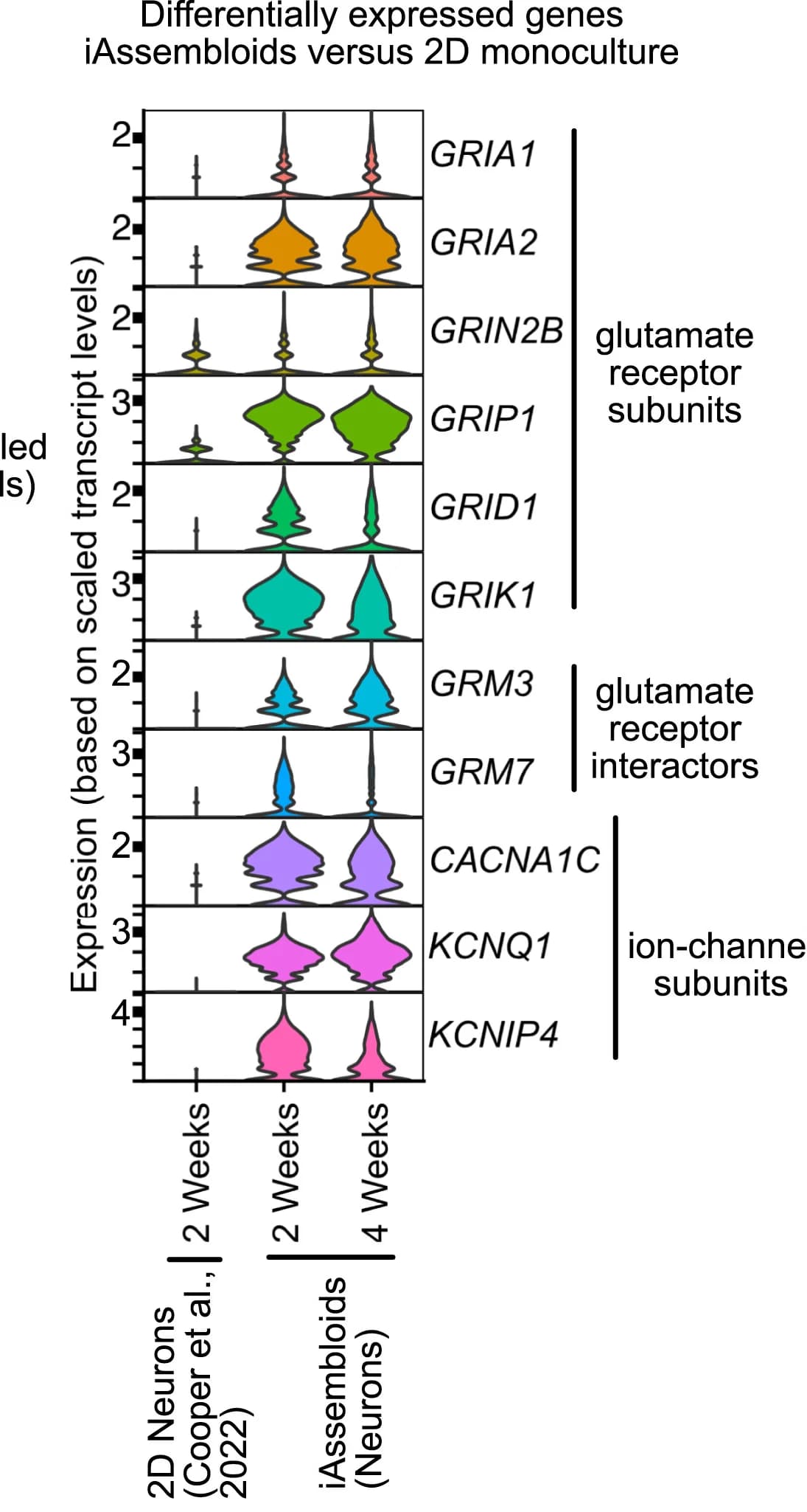 Open access visualization of Violin Plot, Differentially Expressed Genes, iAssembloid, Monocultured Neuronal Culture, Monoculture
