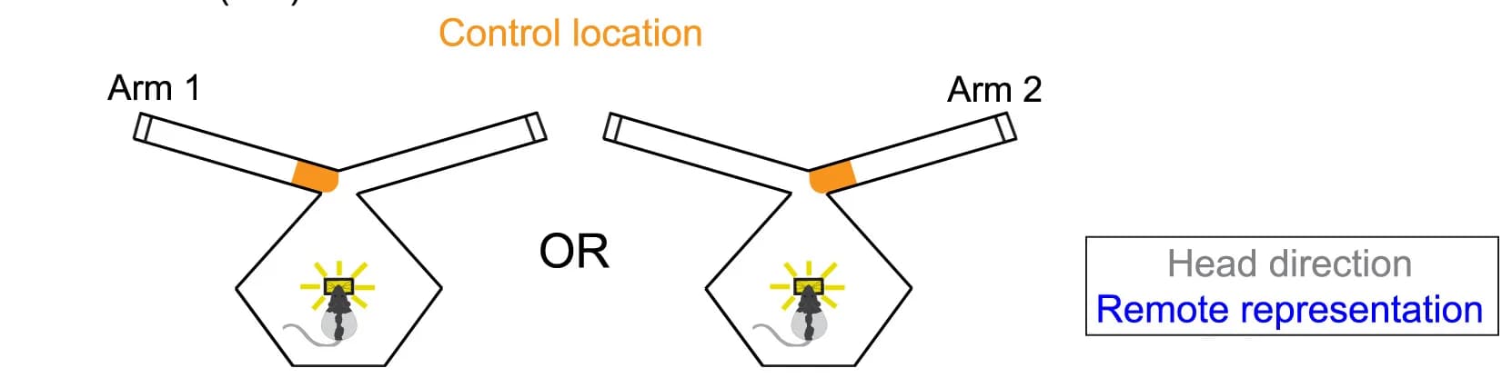 Open access visualization of Illustration, Workflow, Control Location, Reward, Head Direction
